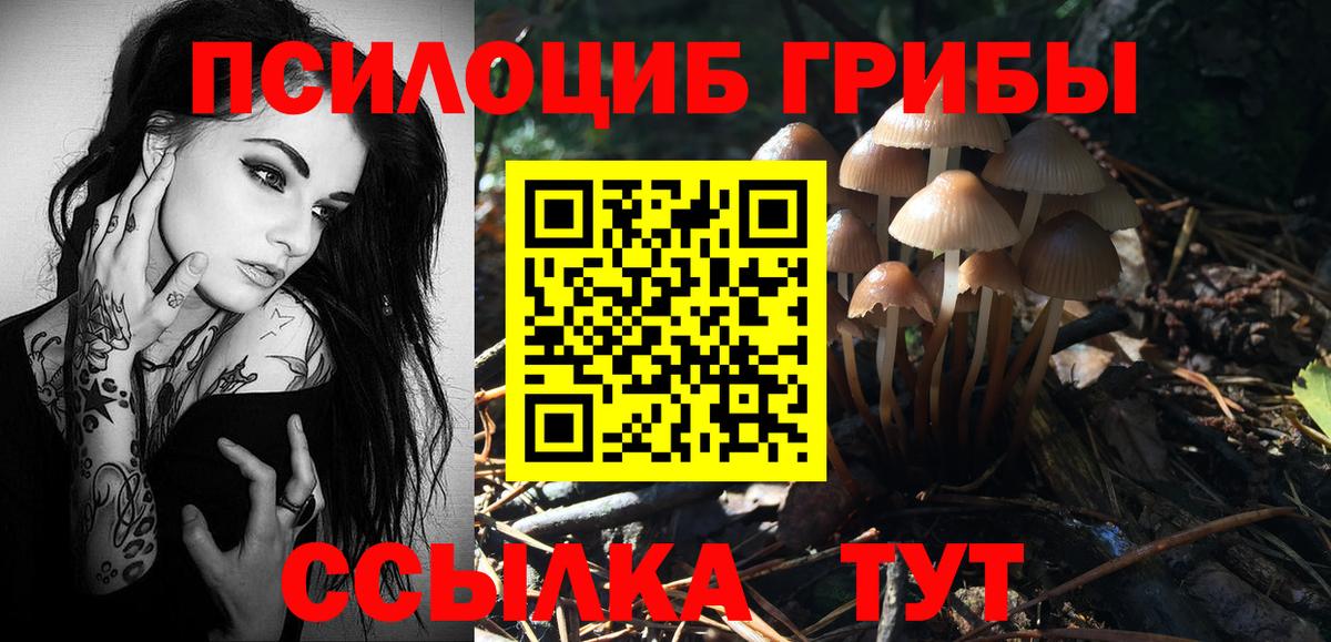 как найти   Псилоцибиновые грибы Cubensis  Вход с VPN  Советск  Галлюциногенные грибы MAGIC MUSHROOMS 