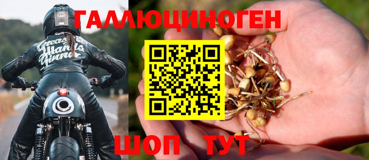 Псилоцибиновые грибы Psilocybine cubensis Советск